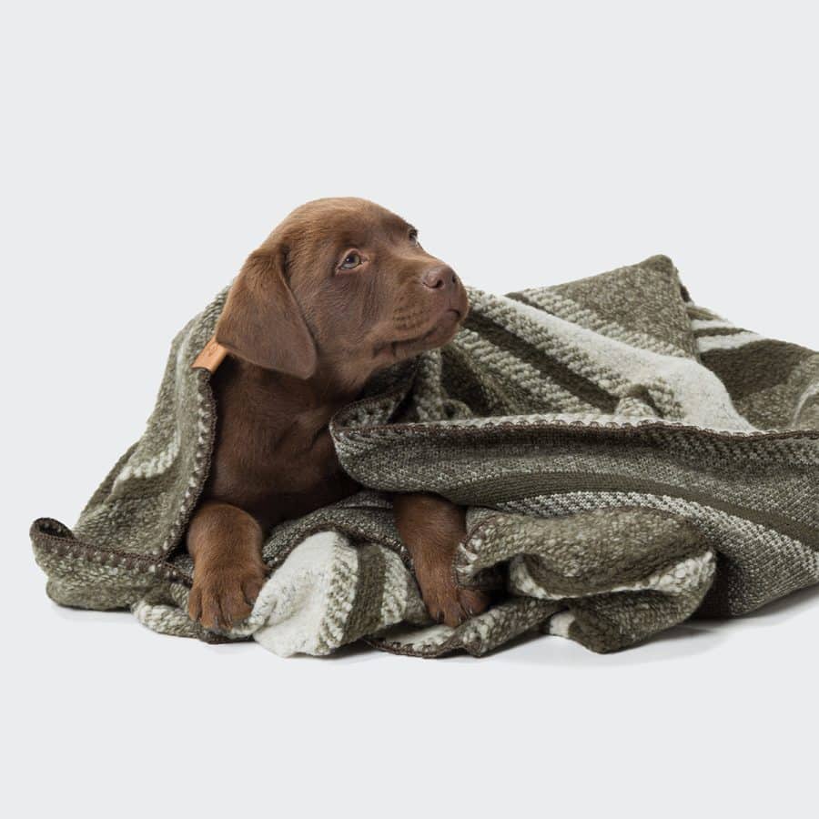 Cloud7 Dog Blanket Evergreen - Bild 2