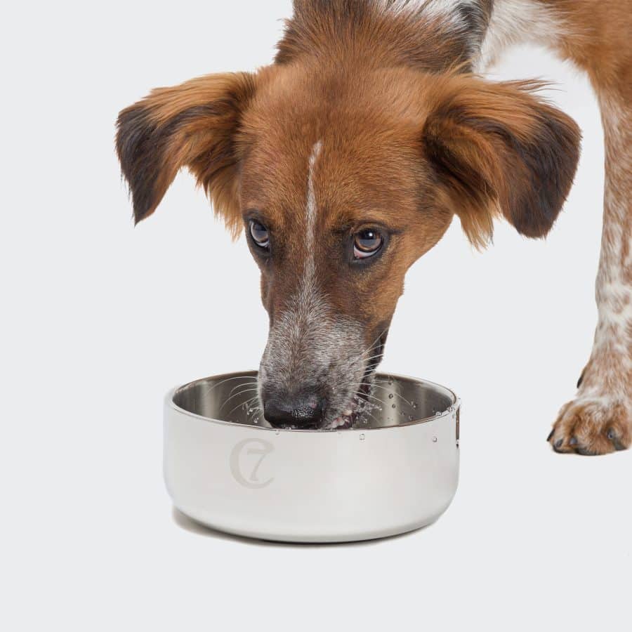 Cloud7 Dog Bowl Dylan Stainless Steel - Bild 4