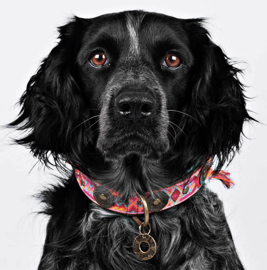 DWAM - Dog With a Mission - Boho Rosa halsband - Bild 2