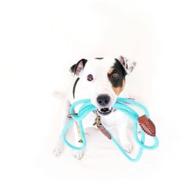 DWAM - Dog With a Mission - Koppel Jade