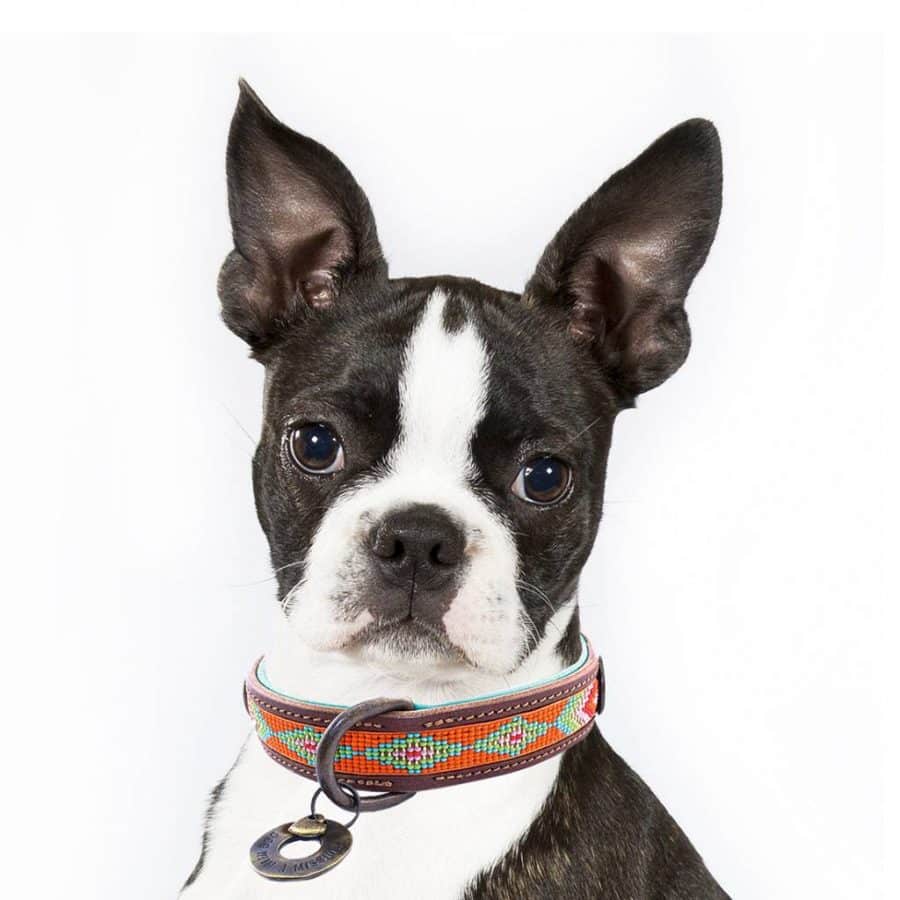 DWAM - Dog With a Mission - Tiger Lily halsband