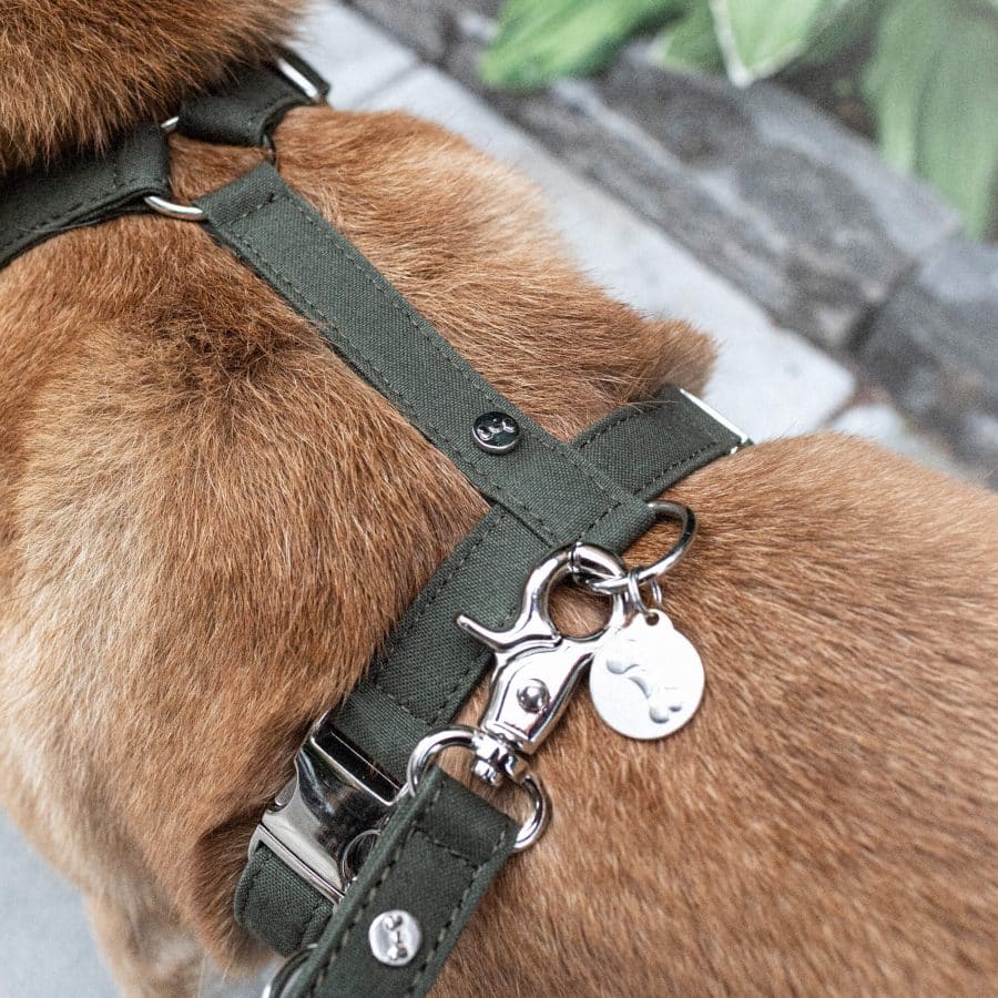 Denjo Dogs Hundsele Signature Go Khakigrön - Bild 2