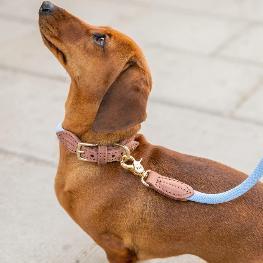 Denjo Dogs Hundhalsband Torekov Hortensia Blue - Bild 2