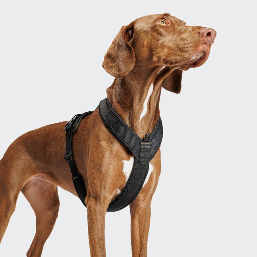 Cloud7 Y-1 Harness AKTIV Air-Mesh Black - Bild 2