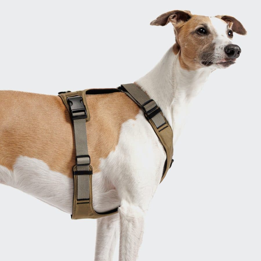 Cloud7 Y-2 Harness AKTIV Cordura Khaki - Bild 2