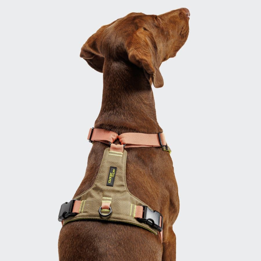 Cloud7 Y-2 Harness AKTIV Cordura Peach - Bild 3